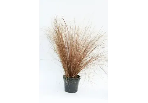 Junai.nl Carex buchananii Red Rooster | 25 cm hoog | 10 cm pot