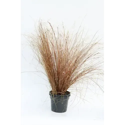 Junai.nl Carex buchananii Red Rooster | 25 cm hoog | 10 cm pot