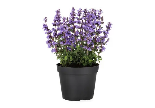 Junai.nl Nepeta faassenii | Kattenkruid | 40 cm hoog | 13 cm pot