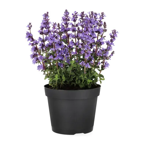 Junai.nl Nepeta faassenii | Kattenkruid | 40 cm hoog | 13 cm pot