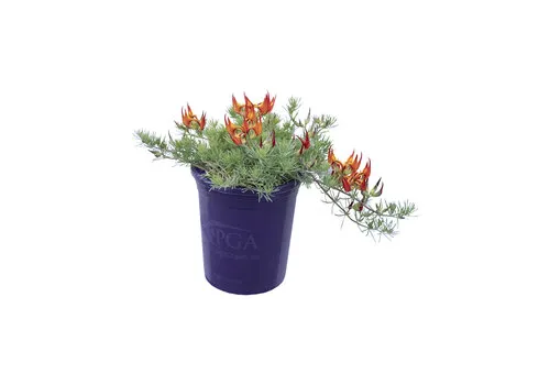 Junai.nl Lotus berthelotii | Duivensnavel | 20 cm hoog | 10,5 cm pot
