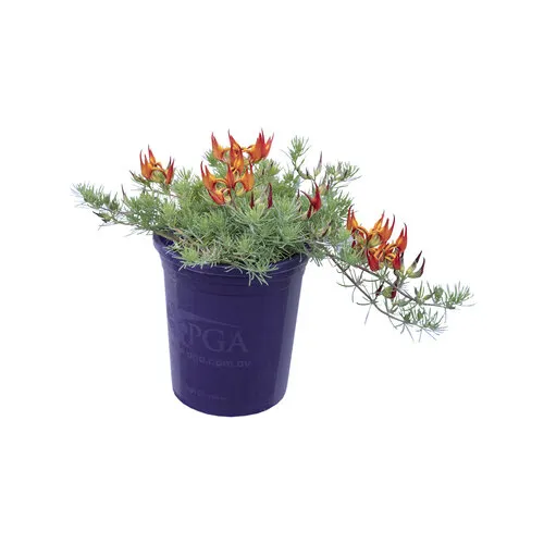 Junai.nl Lotus corniculatus | Rolklaver | 20 cm hoog | 12 cm pot