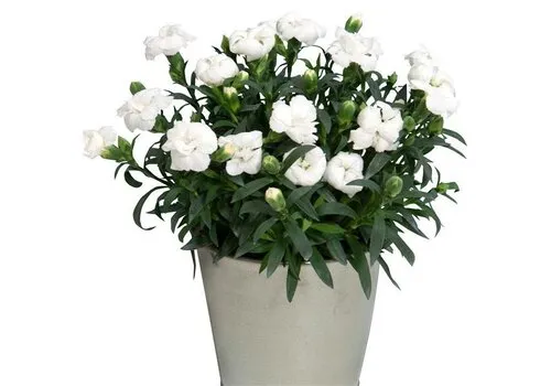 Junai.nl Dianthus Oscar White | 15 cm hoog | 9 cm pot