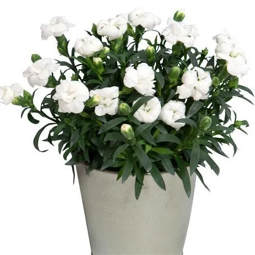 Junai.nl Dianthus Oscar White | 15 cm hoog | 9 cm pot