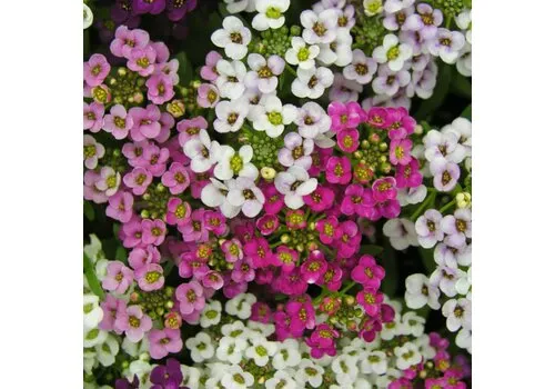 Junai.nl Lobularia gemengde kleuren | 10 cm pot | ca. 10 tot 15 cm | per stuk