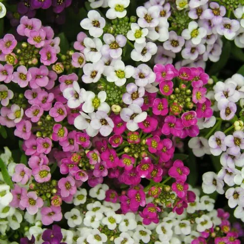 Junai.nl Lobularia gemengde kleuren | 10 cm pot | ca. 10 tot 15 cm | per stuk