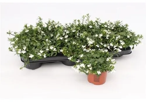Junai.nl Lobelia Curaçao White | 10 cm pot | ca. 15 tot 20 cm hoog