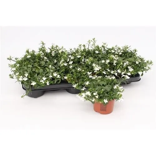 Junai.nl Lobelia Curaçao White | 10 cm pot | ca. 15 tot 20 cm hoog