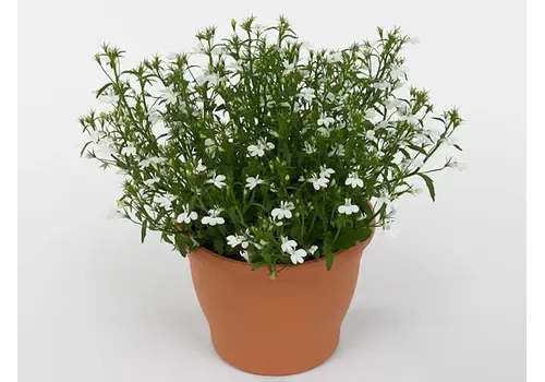 Junai.nl Lobelia Curaçao Basket White | 20 cm hoog | 10 cm pot