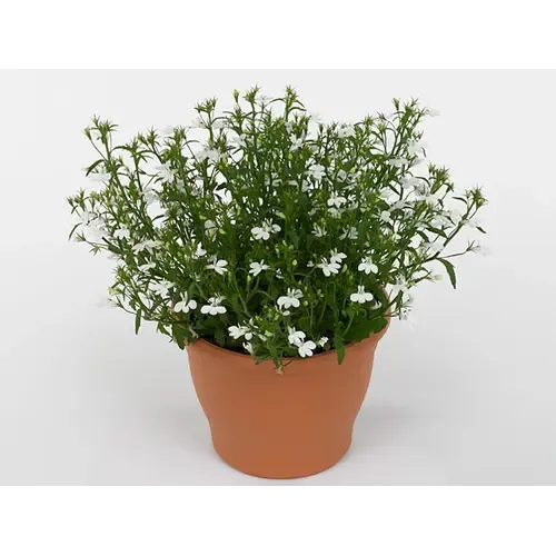 Junai.nl Lobelia Curaçao Basket White | 20 cm hoog | 10 cm pot