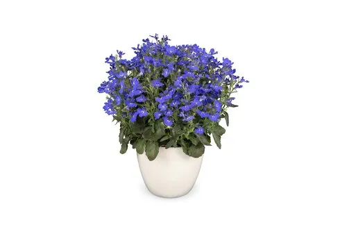 Junai.nl Lobelia erinus compacta Cambridge Blue | 20 cm hoog | 10 cm pot