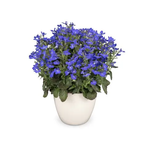 Junai.nl Lobelia erinus compacta Cambridge Blue | 20 cm hoog | 10 cm pot