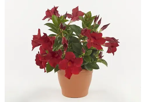 Junai.nl Mandevilla Rio Deep Red | 30 cm hoog | 12 cm pot