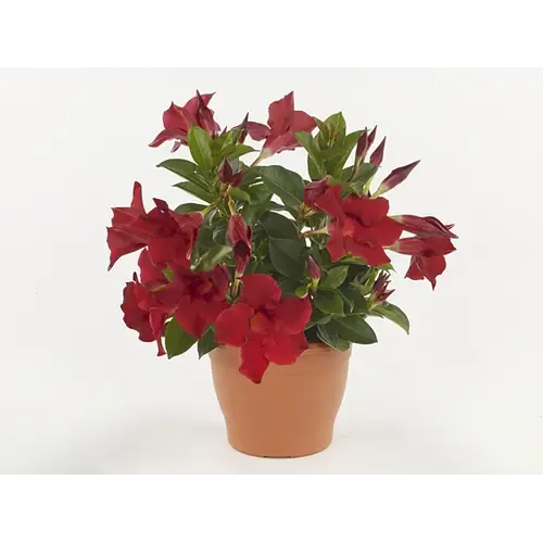 Junai.nl Mandevilla Rio Deep Red | 30 cm hoog | 12 cm pot