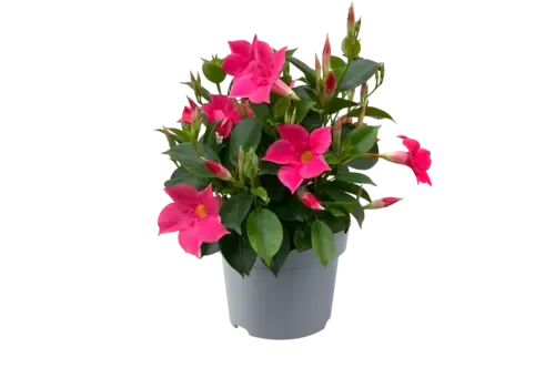 Junai.nl Dipladenia Diamantina Jade Scarlet | 29 cm hoog | 10 cm pot