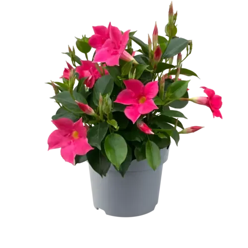 Junai.nl Dipladenia Diamantina Jade Scarlet | 29 cm hoog | 10 cm pot