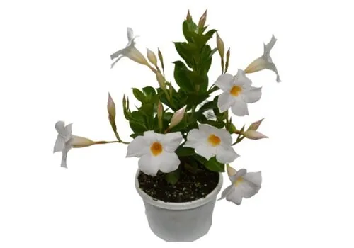 Junai.nl Dipladenia Diamantina Jade White | 30 cm hoog | 10 cm pot