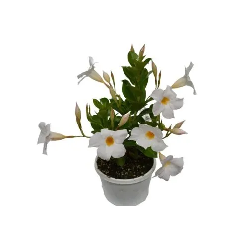 Junai.nl Dipladenia Diamantina Jade White | 30 cm hoog | 10 cm pot