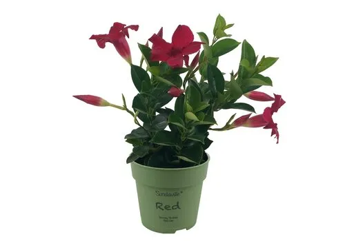 Junai.nl Mandevilla Rio Petite Red | 10 cm pot | 25 cm hoog