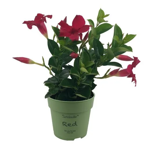 Junai.nl Mandevilla Rio Petite Red | 10 cm pot | 25 cm hoog