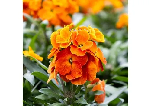 Junai.nl Erysimum Leya Orange Glow | 30 cm hoog | 12 cm pot