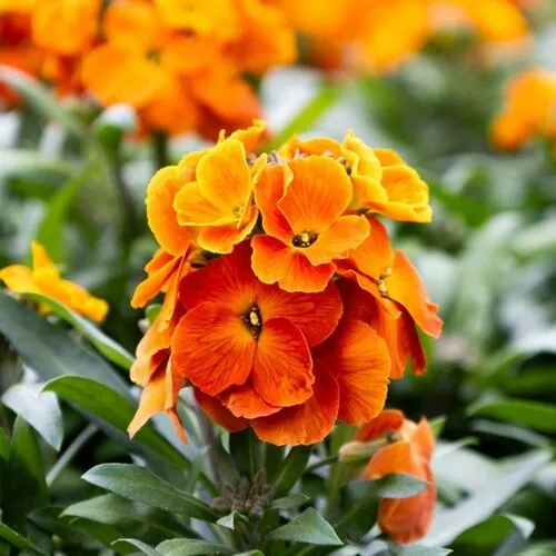 Junai.nl Erysimum Leya Orange Glow | 30 cm hoog | 12 cm pot