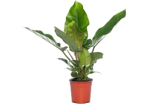 Junai.nl Philodendron Imperial Green | 14 cm pot | 50 cm hoog