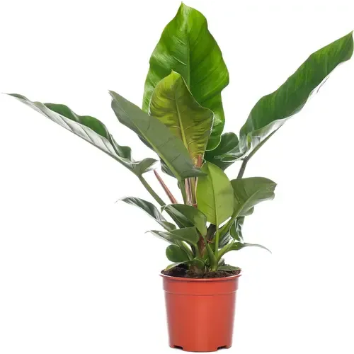 Junai.nl Philodendron Imperial Green | 14 cm pot | 50 cm hoog