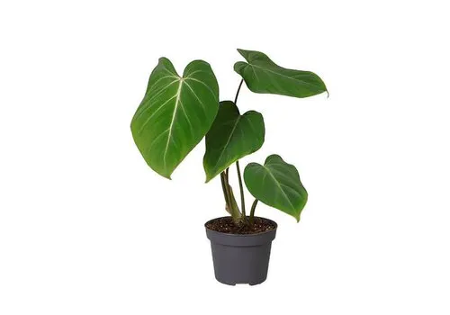 Junai.nl Philodendron gloriosum | 12 cm pot | 30 cm hoog