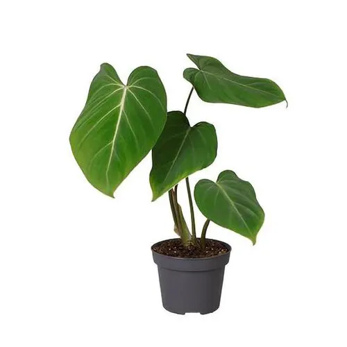 Junai.nl Philodendron gloriosum | 12 cm pot | 30 cm hoog