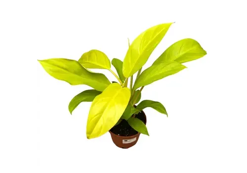 Junai.nl Philodendron Malay Gold | 12 cm pot | 40 cm hoog