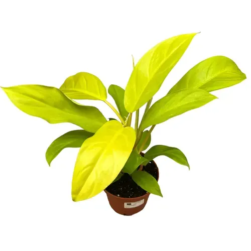 Junai.nl Philodendron Malay Gold | 12 cm pot | 40 cm hoog