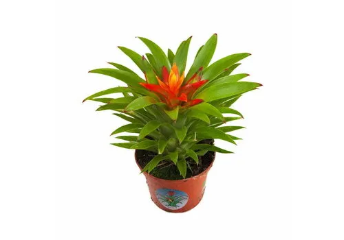 Junai.nl Guzmania Theresa | 9 cm pot | 15 cm hoog