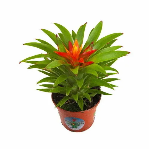Junai.nl Guzmania Theresa | 9 cm pot | 15 cm hoog