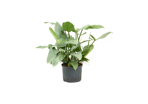 Junai.nl Philodendron Silver Queen | 14 cm pot | 50 cm hoog