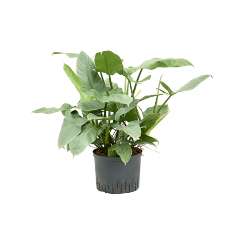 Junai.nl Philodendron Silver Queen | 14 cm pot | 50 cm hoog