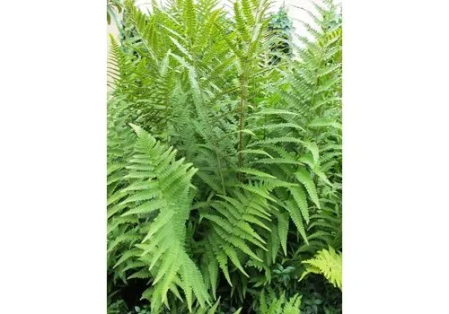 Junai.nl Mannetjesvaren | Dryopteris filix-mas | 45 cm hoog | 14 cm pot