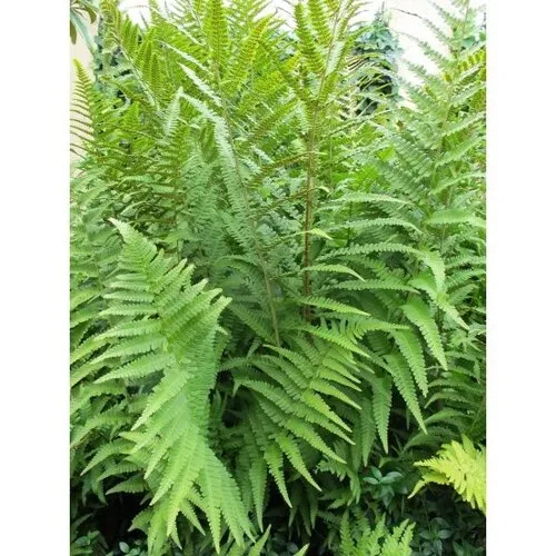 Junai.nl Mannetjesvaren | Dryopteris filix-mas | 45 cm hoog | 14 cm pot