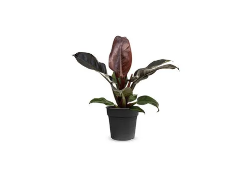 Junai.nl Philodendron Imperial Red | 14 cm pot | 50 cm hoog