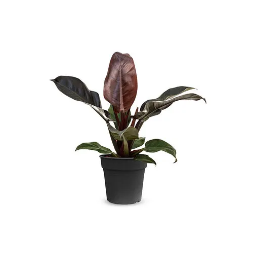 Junai.nl Philodendron Imperial Red | 14 cm pot | 50 cm hoog
