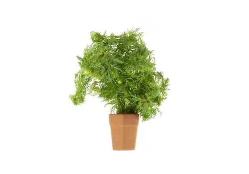 Moerings Limnophila Sessiliflora | Dwerg Ambulia | in Terracotta Pot