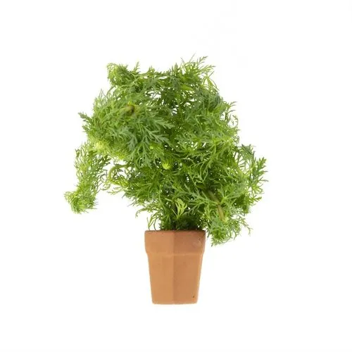 Moerings Limnophila Sessiliflora | Dwerg Ambulia | in Terracotta Pot