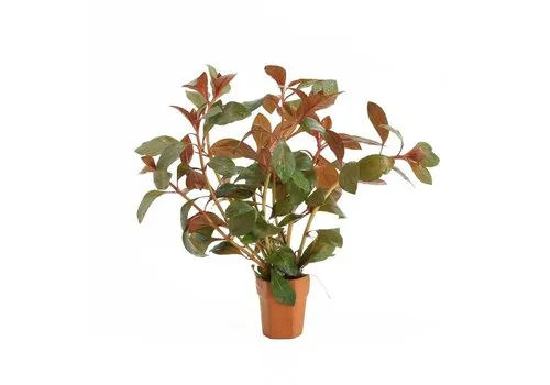 Moerings Ludwigia Repens Diamond Red | In Terracotta Pot