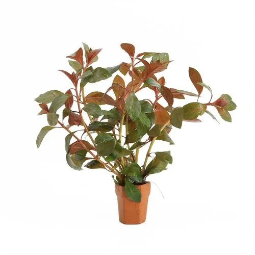 Moerings Ludwigia Repens Diamond Red | In Terracotta Pot