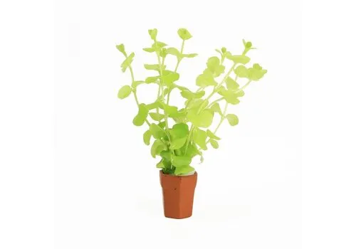 Moerings Lysimachia Aurea | Penningkruid | in Terracotta Pot