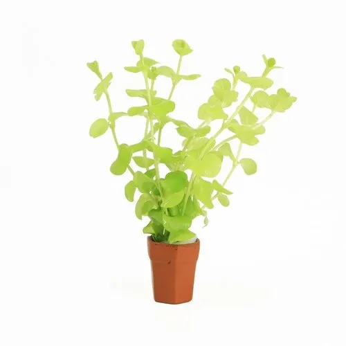 Moerings Lysimachia Aurea | Penningkruid | in Terracotta Pot
