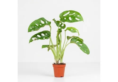 Junai.nl Monstera Adansonii | 7 cm pot | 25 cm hoog