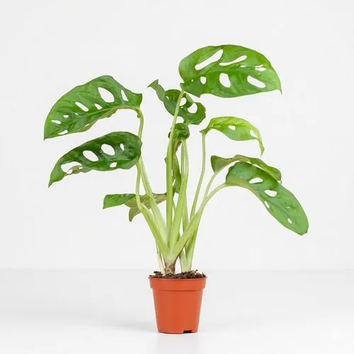 Junai.nl Monstera Adansonii | 7 cm pot | 25 cm hoog