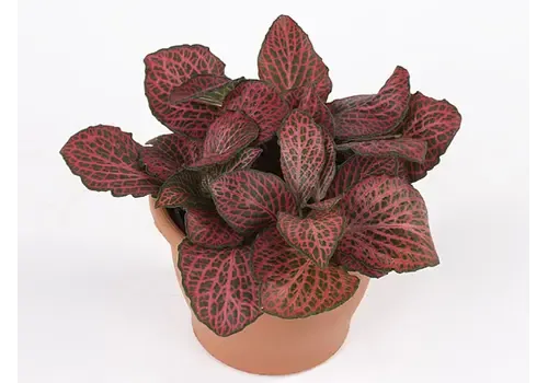 Junai.nl Fittonia Mosaic Pink Diamond | 8 cm pot | 10 cm hoog