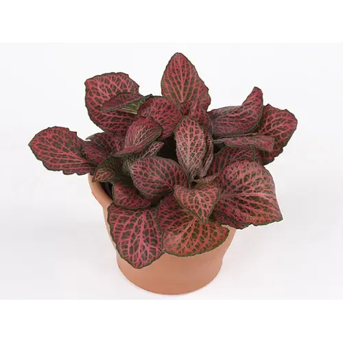 Junai.nl Fittonia Mosaic Pink Diamond | 8 cm pot | 10 cm hoog